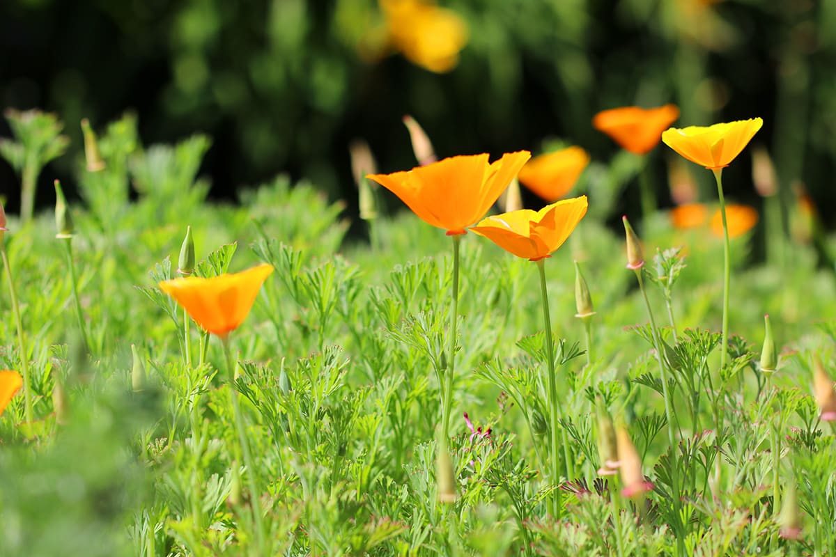 Kalifornischer Mohn - Eschscholzia california