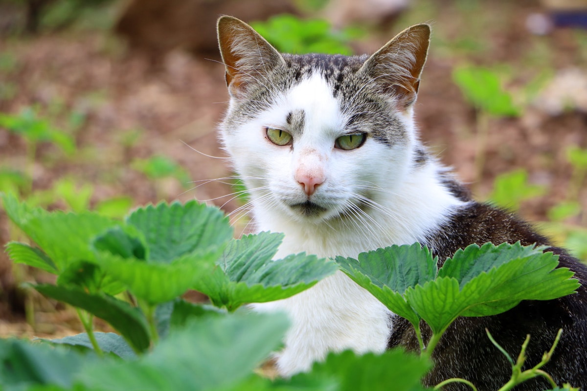 Katze gegen Maulwurfsgrillen