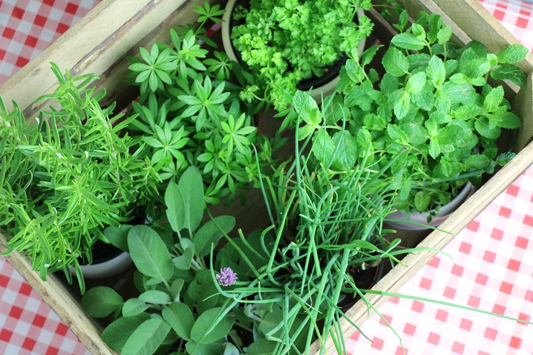 Kräuteranbau Kräuter in Garten und Balkon anbauen