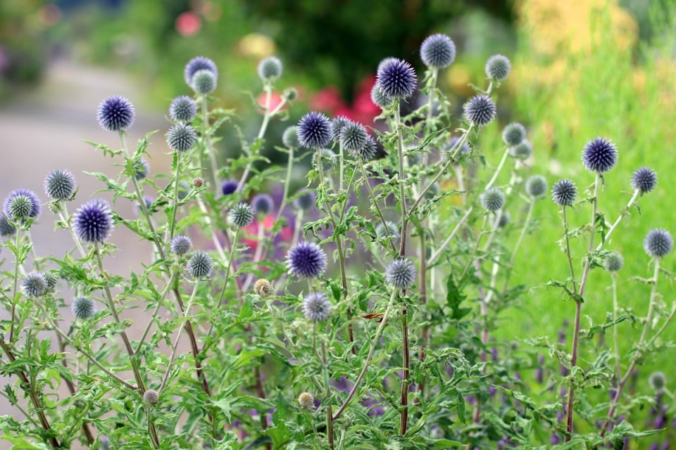 Mittagsblume, Mesembryanthemum Pflege und Schneiden