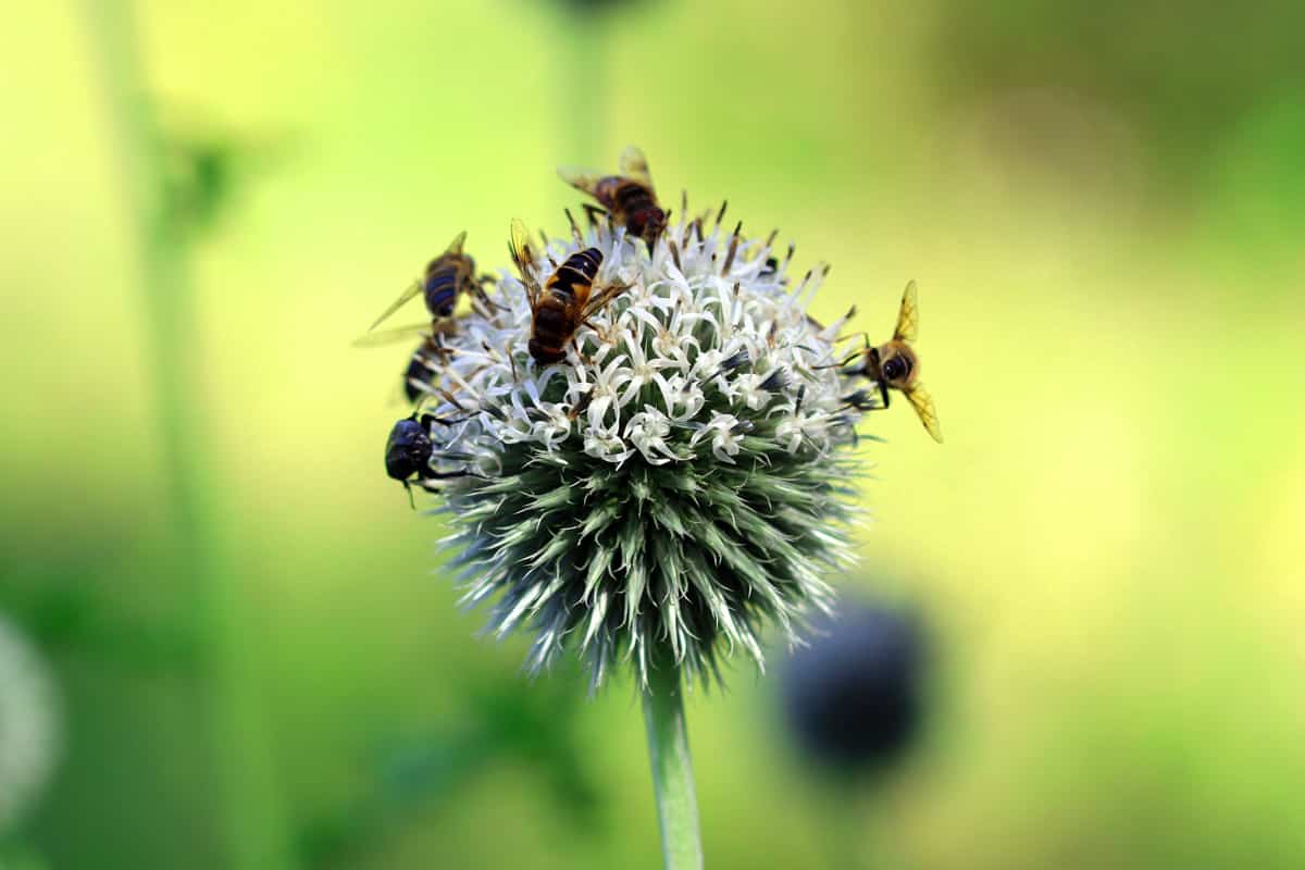 Kugeldistel - Echinops