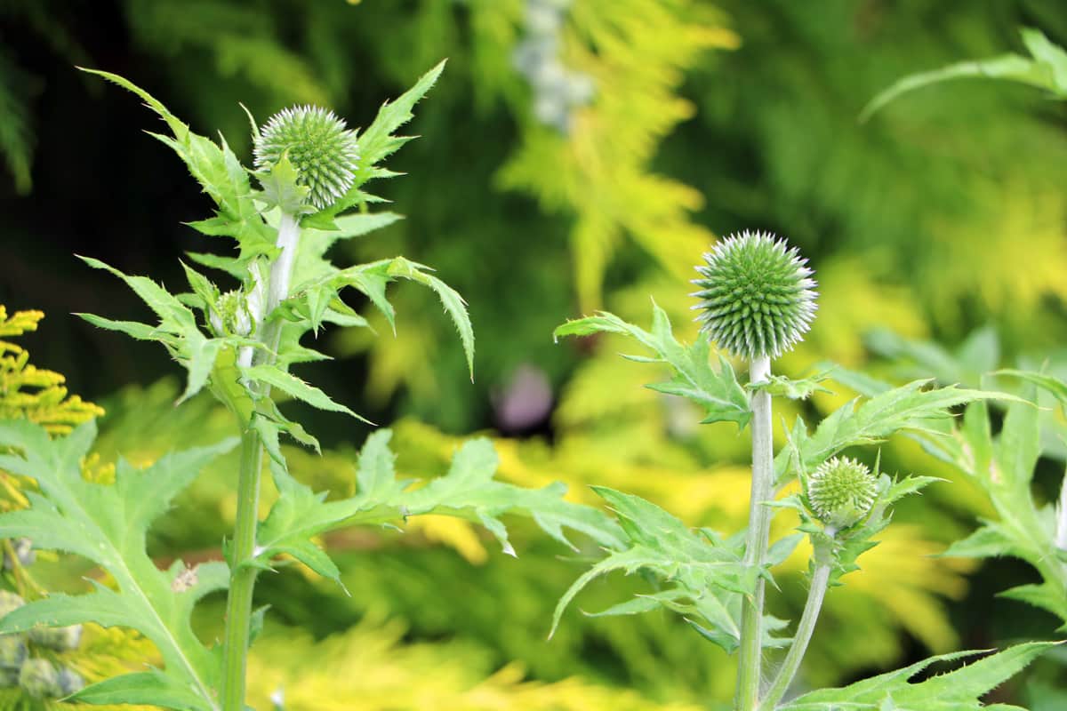 Kugeldistel - Echinops