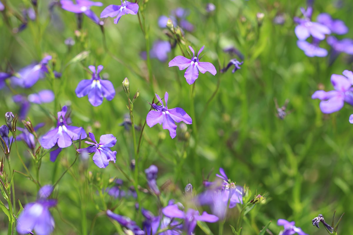 Männertreu - Lobelia