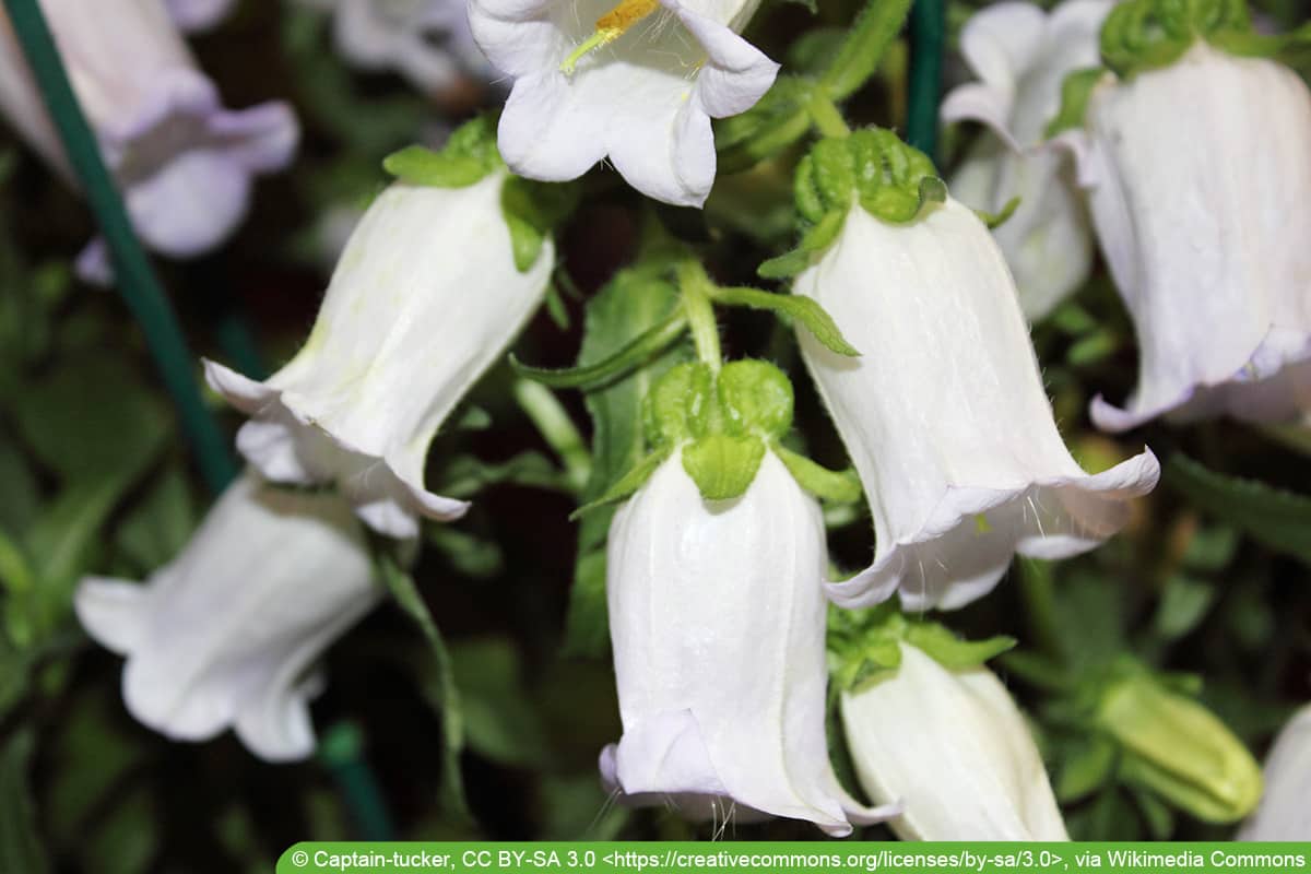 Eisblumen Pflege der Begonienart Winterharte Mittagsblumen