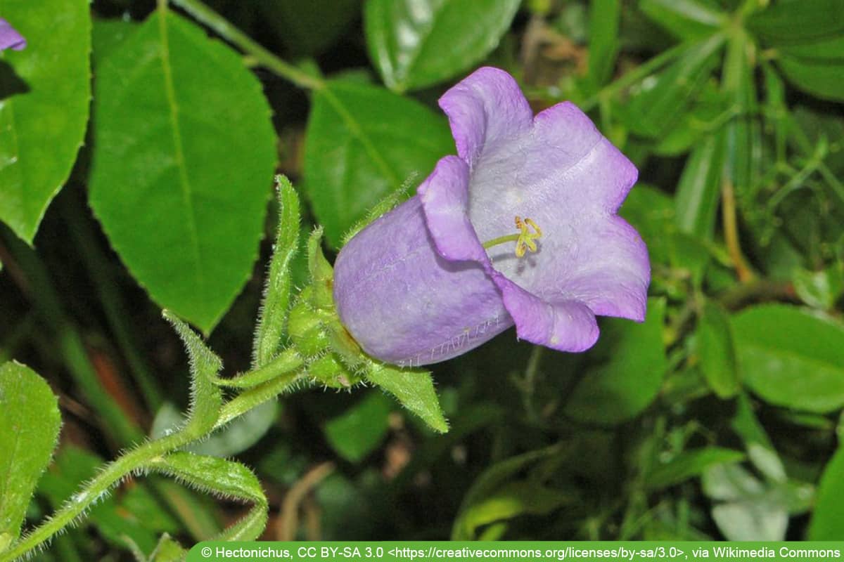 Marien-Glockenblume - Campanula medium