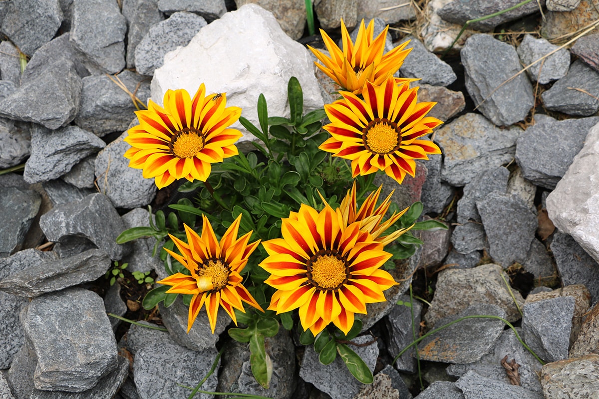 Mittagsgold - Gazania - Gazanie