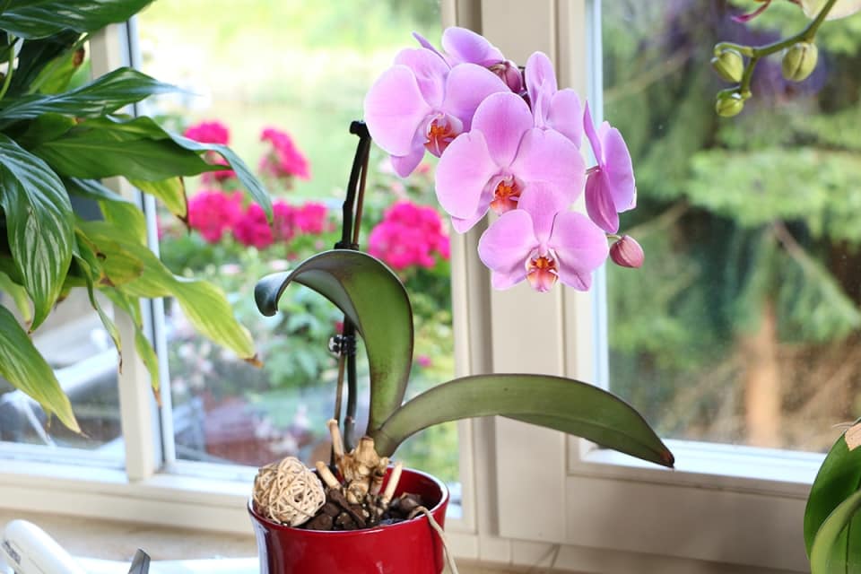 Orchideen Ohne Erde Im Glas Pflegen Orchideen im Glas ohne Erde halten - Pflege-Tipps - Hausgarten.net