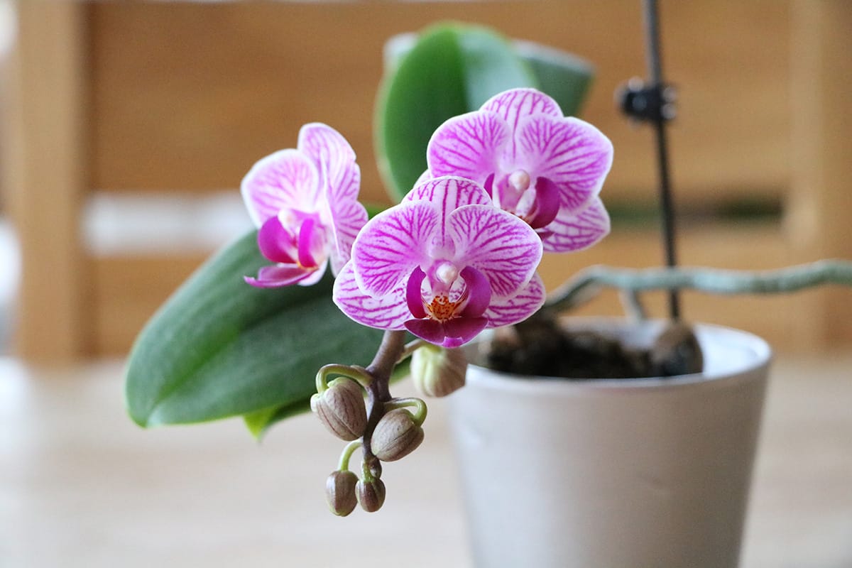 Orchidaceae - Phalaenopsis - Orchideen