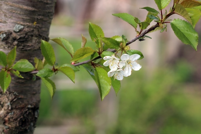 Sauerkirsche - Prunus cerasus
