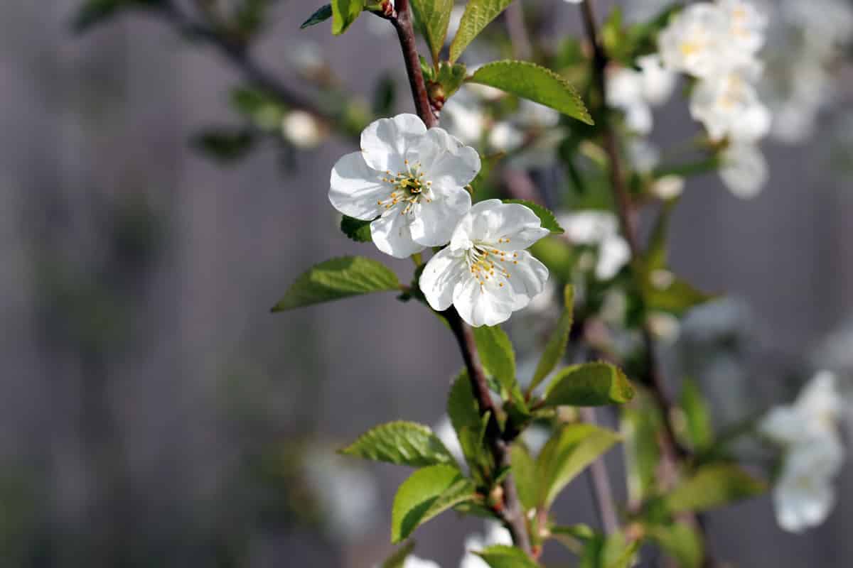 Sauerkirsche - Prunus cerasus