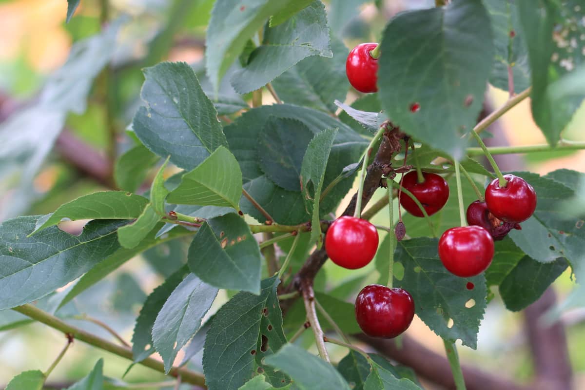 Sauerkirsche - Prunus cerasus