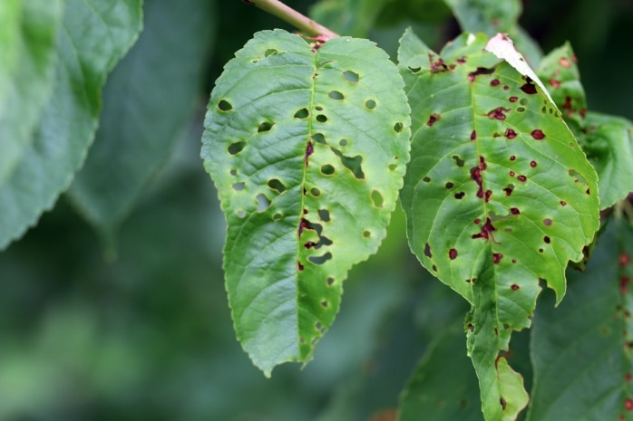 Sauerkirsche (Prunus cerasus) Schrotschusskrankheit