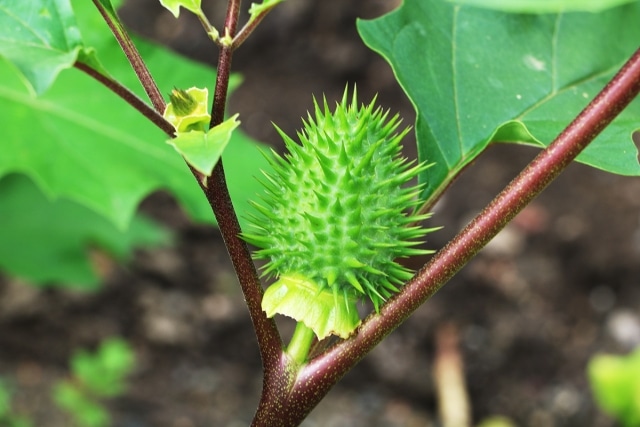 Stechapfel im Garten 6 Infos zu Meldepflicht und Giftigkeit
