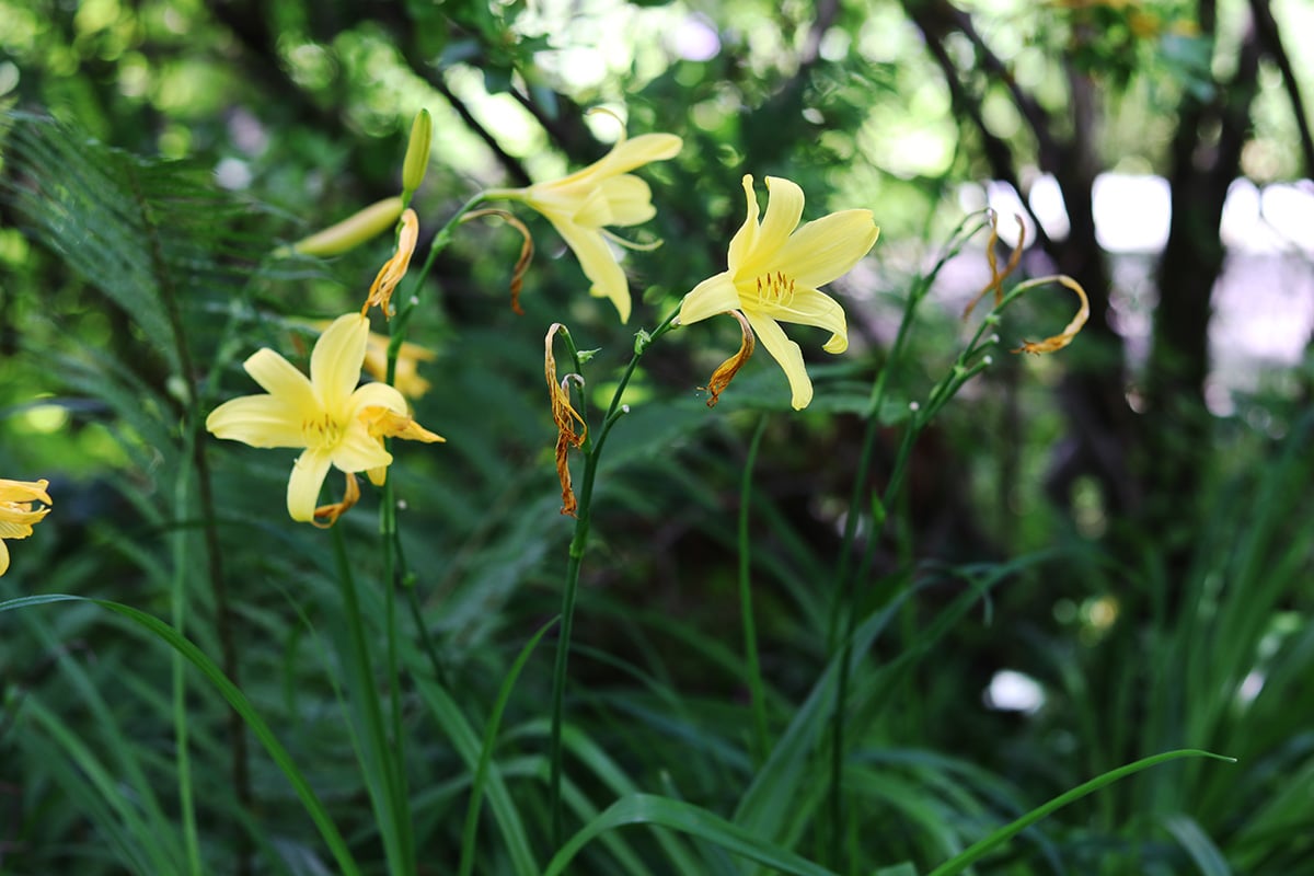 Taglilie - Hemerocallis