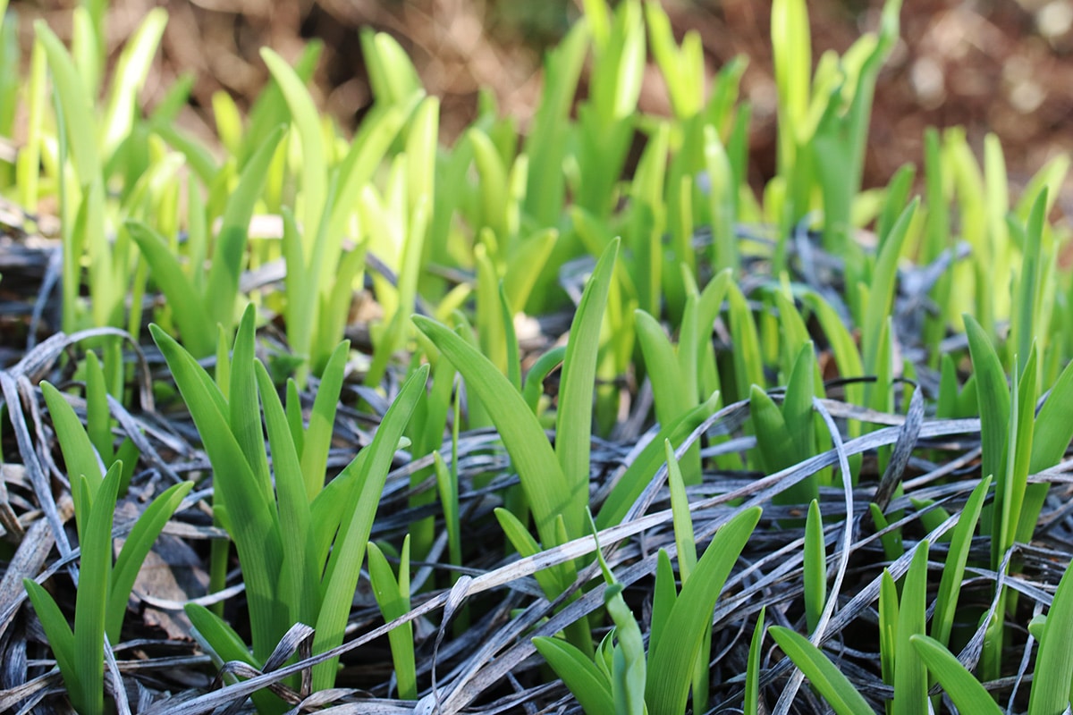 Taglilie - Hemerocallis