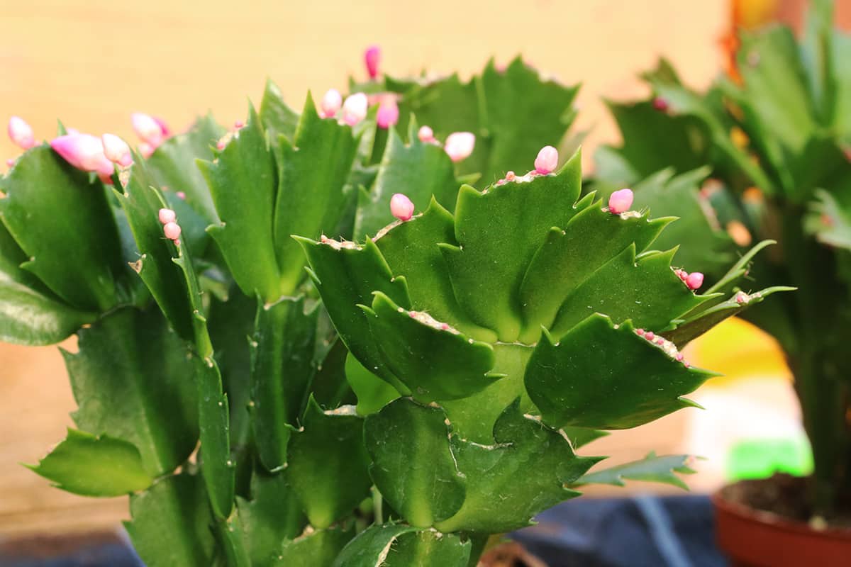 Weihnachtskaktus verliert Knospen: 6 Grnde & Lsungen - Hausgarten.net