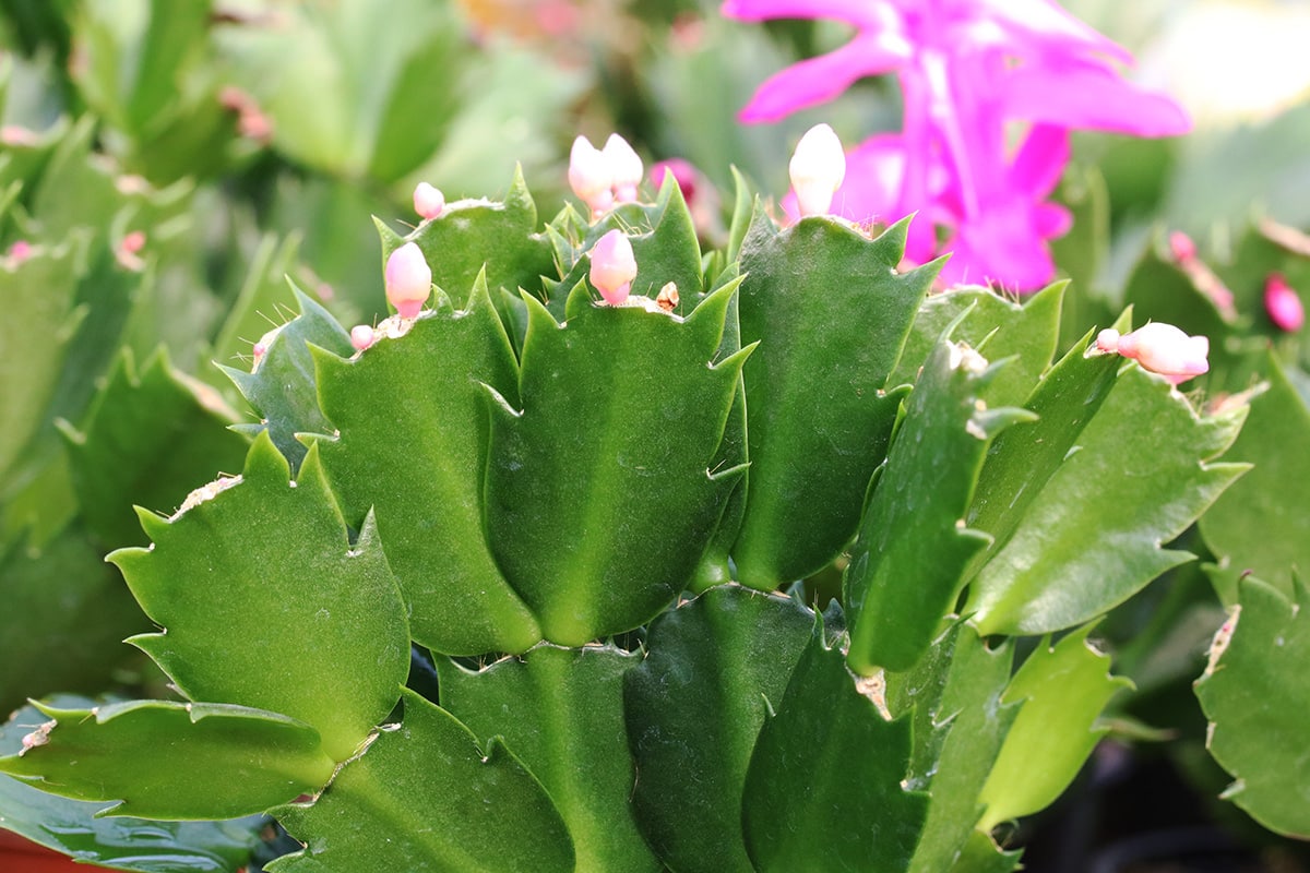 Weihnachtskaktus (Schlumbergera) mit Knospen und Blüten