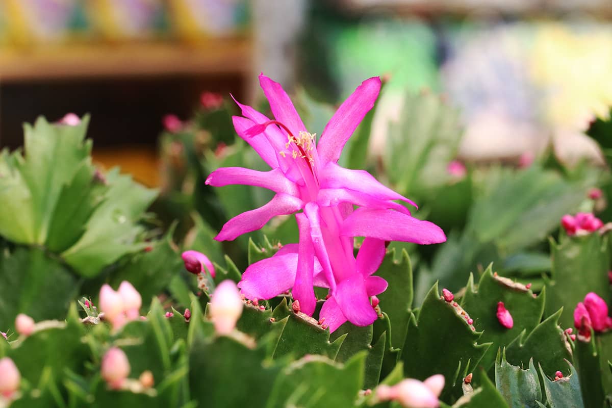 Weihnachtskaktus (Schlumbergera) mit Knospen und Blüten