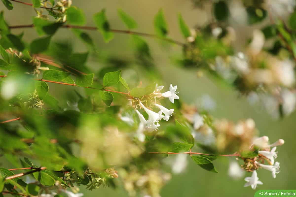 Abalie - Abelia grandiflora