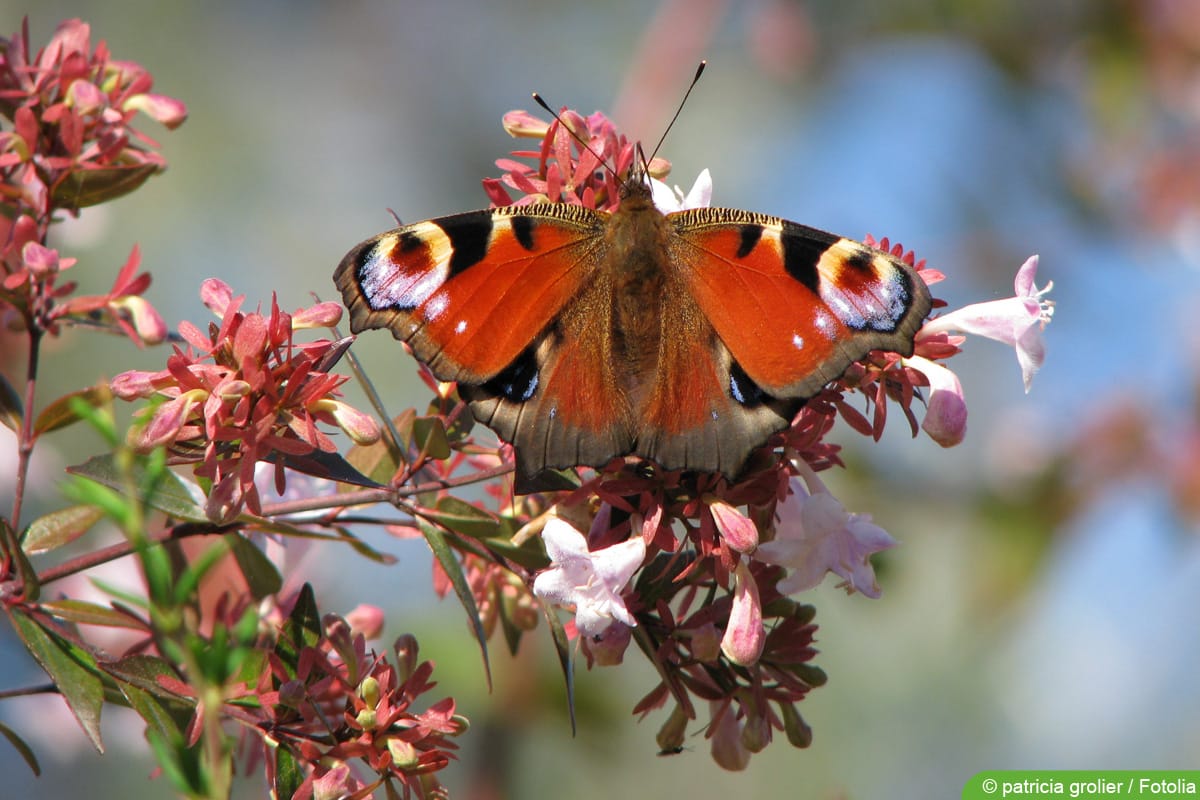 Abalie - Abelia grandiflora