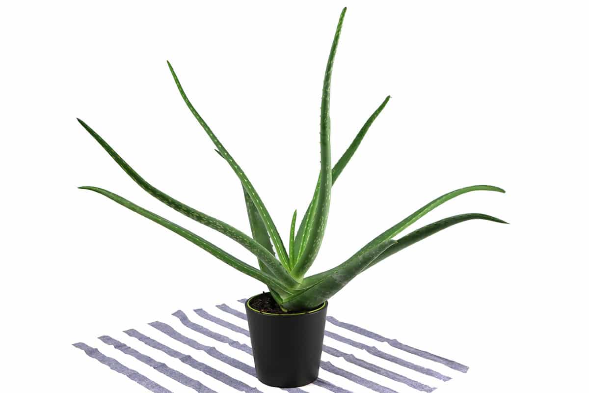 Aloe vera - echte Aloe