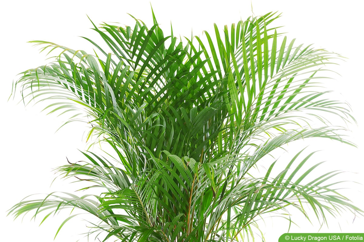 Arekapalme - Areca catechu