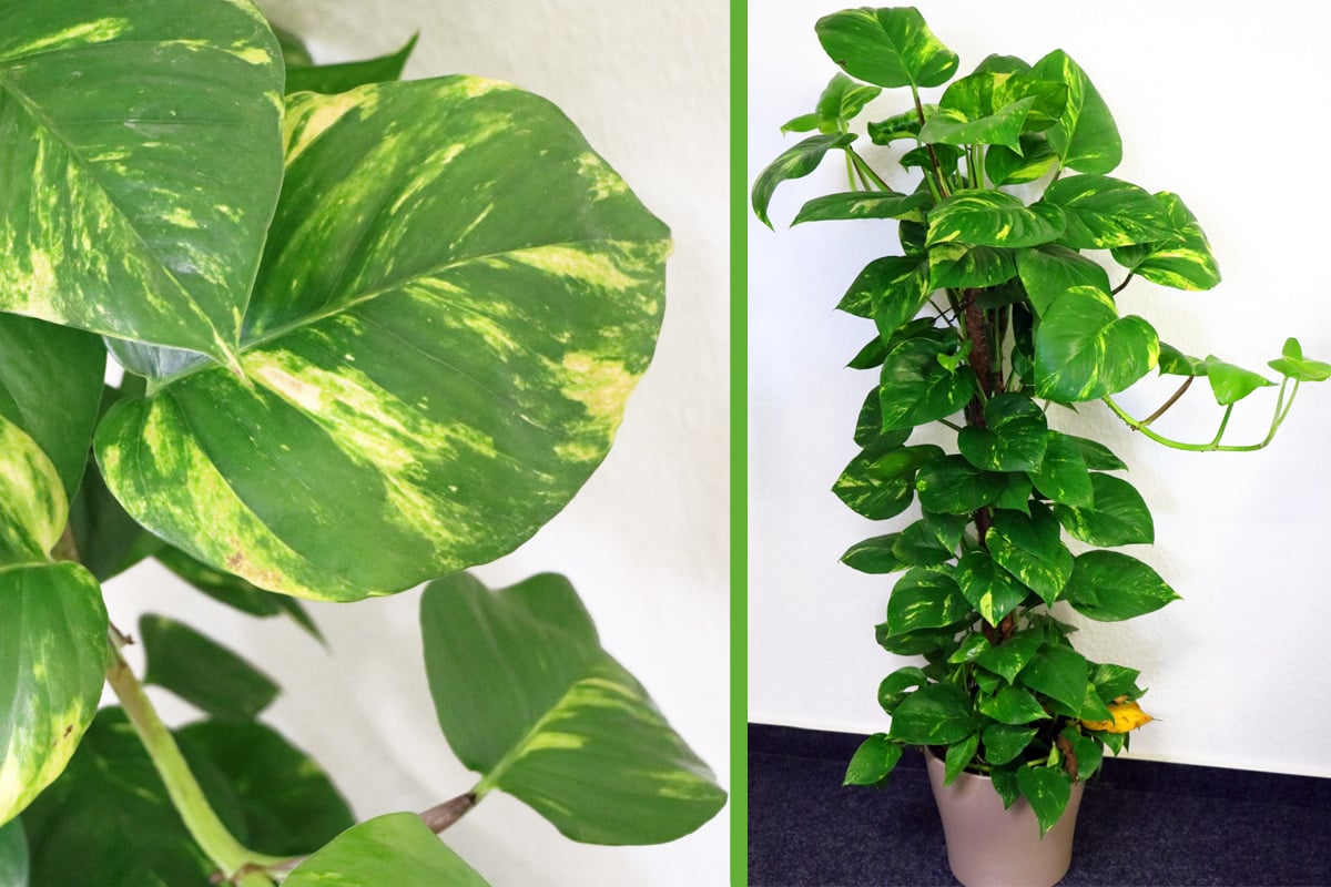 Baumfreund - Philodendron