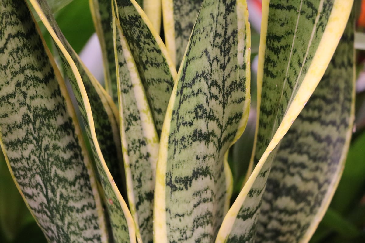 Bogenhanf - Sansevieria trifasciata