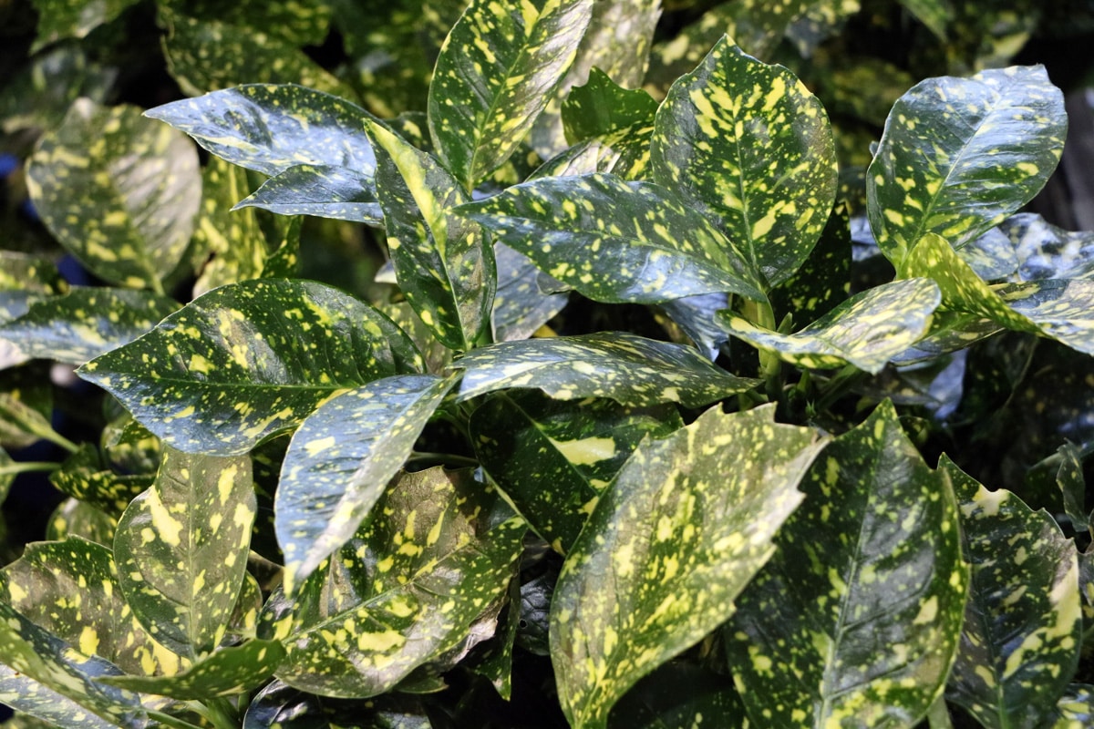 Dieffenbachie - Dieffenbachia maculata