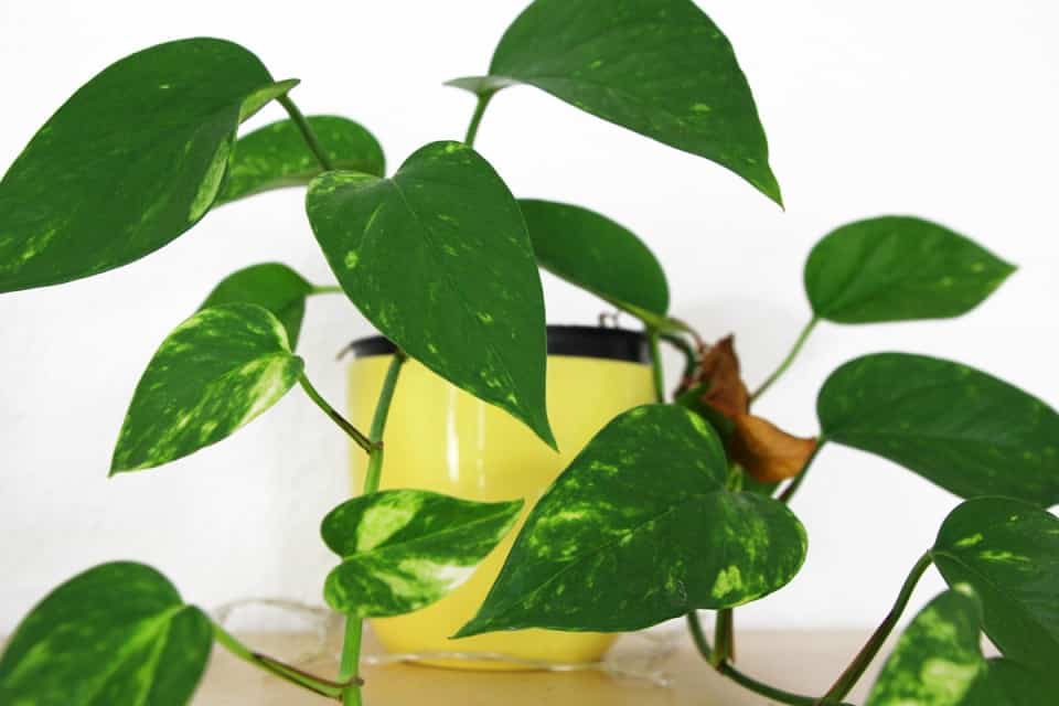 Birkenfeige verliert Blätter so wird Ihr Ficus benjamina wieder fit