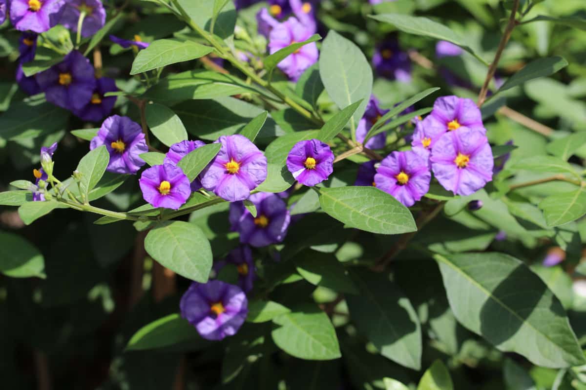 Wie pflege ich ein Enzianbumchen? Lycianthes rantonnetii - Hausgarten.net