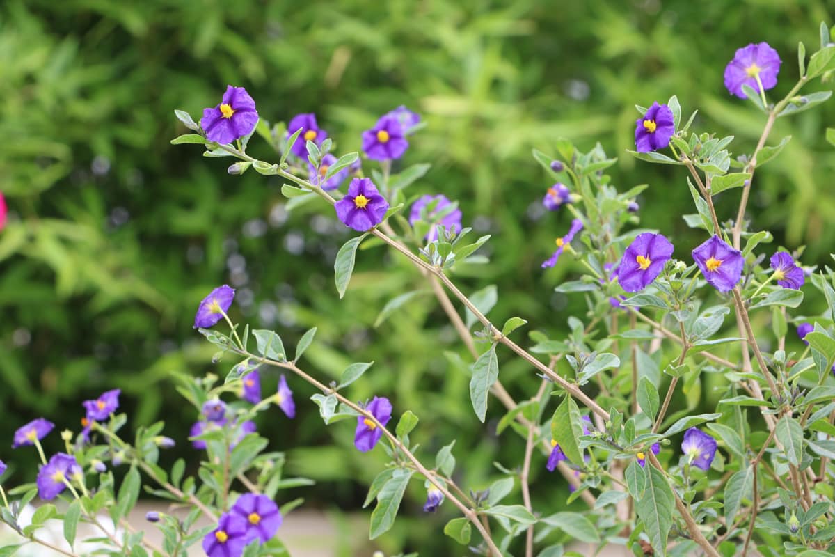 Enzianbäumchen - Lycianthes rantonnetii