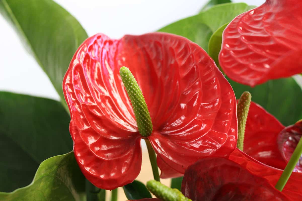 Flamingoblume - Anthurie - Anthurium andreanum