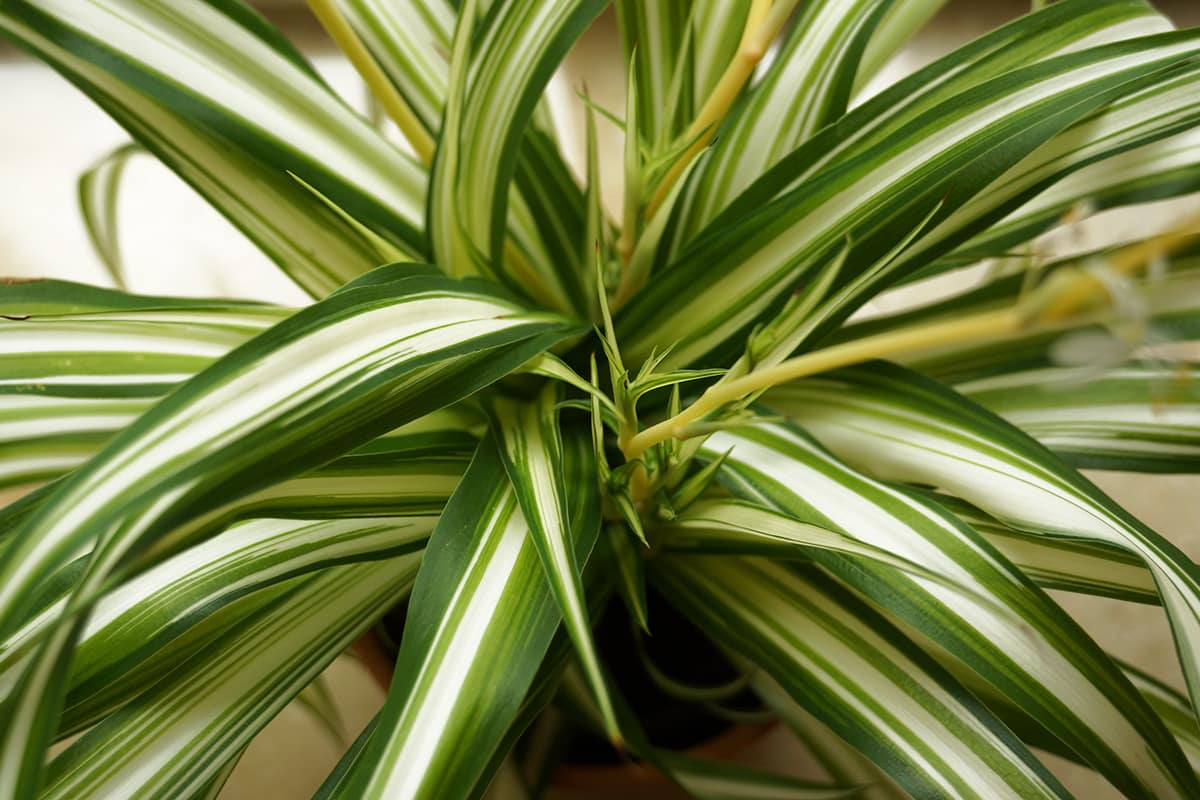 Grünlilie - Chlorophytum comosum