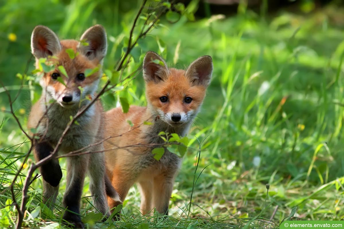 Wenn Fuchs und Marder im Garten wohnen