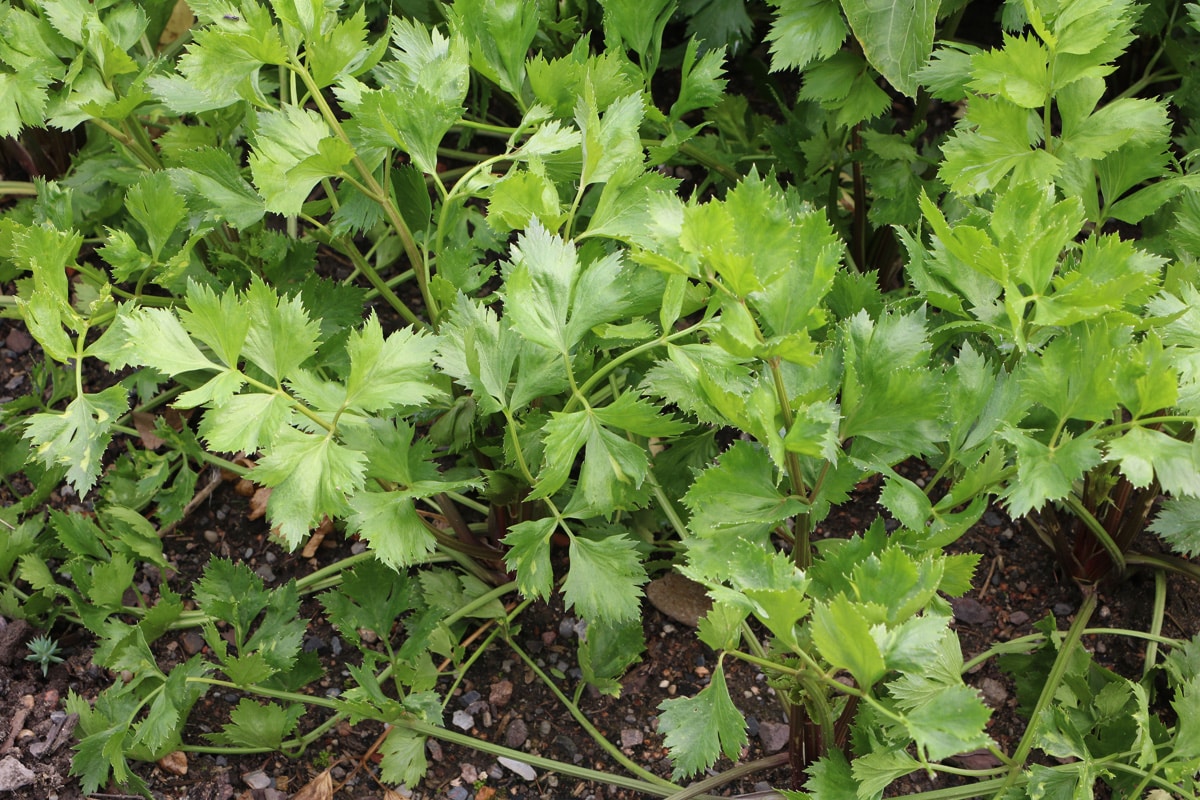 Küchensellerie - Apium graveolens var. secalinum