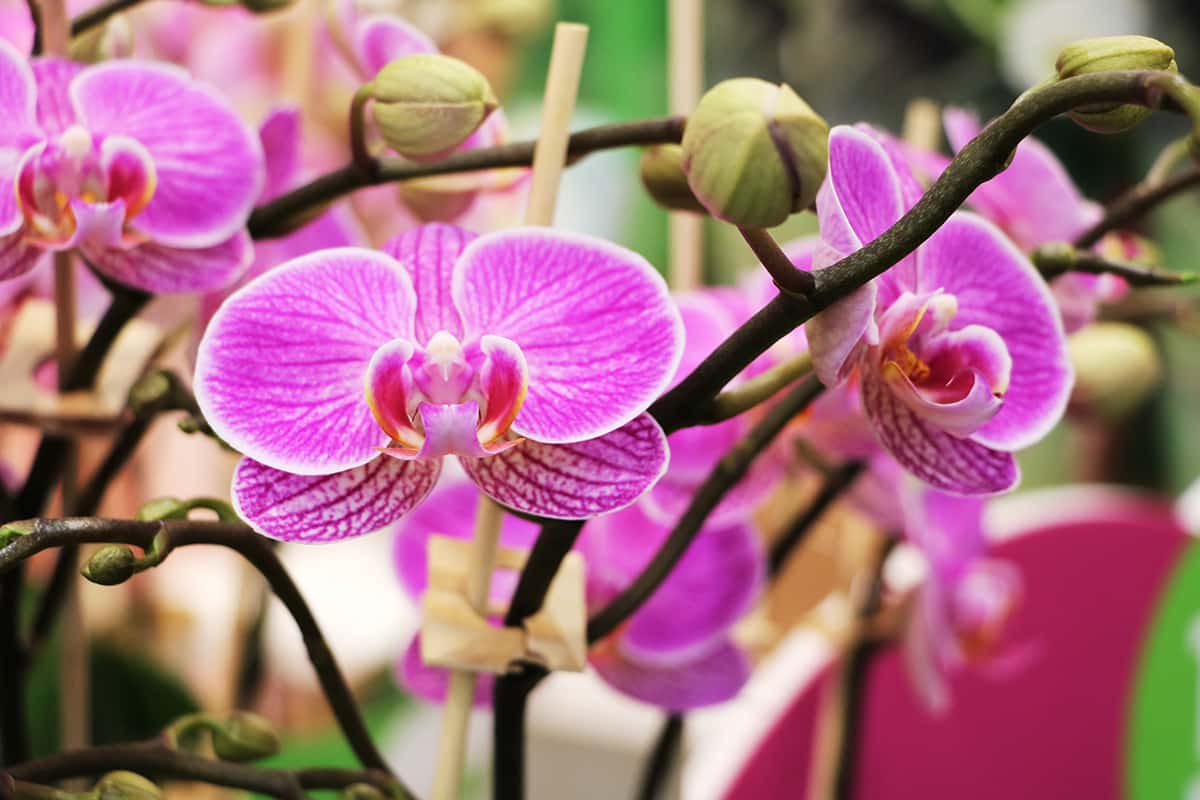 Orchideen im Wintergarten