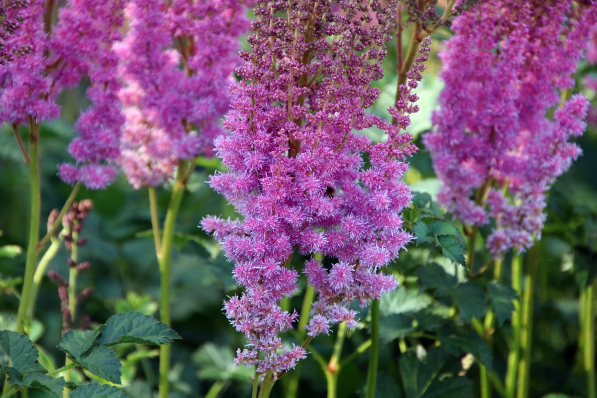 Prachtspiere - Astilbe