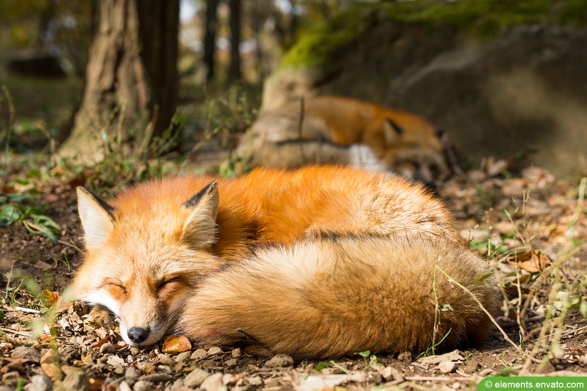 Fuchs vergrämen