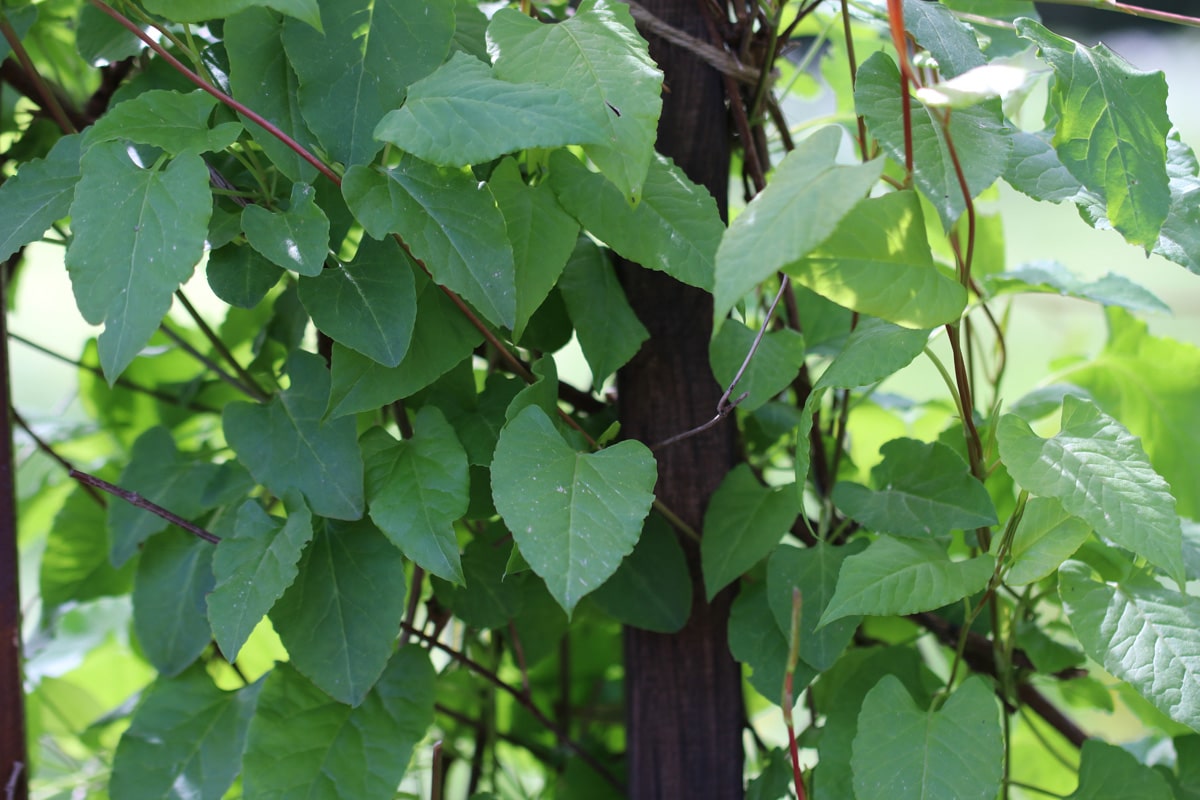 Schlingknöterich - Fallopia baldschuanica