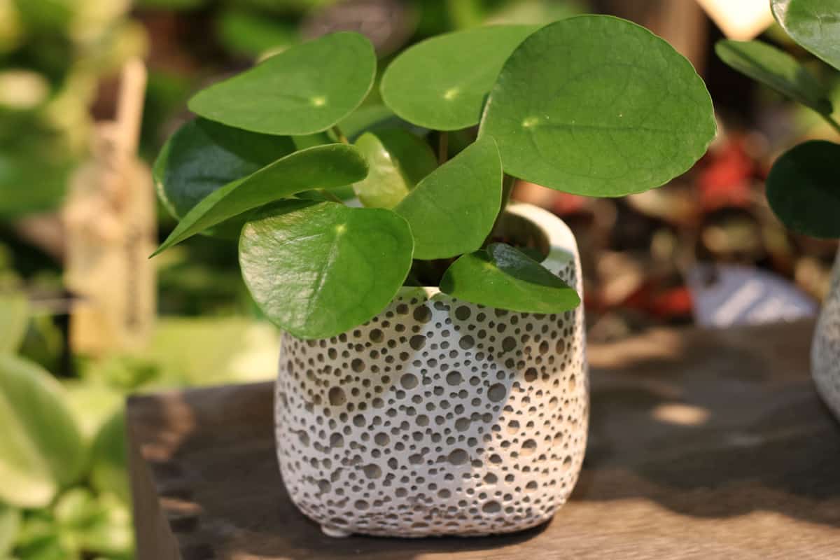 Ufopflanze - Pilea peperomioides