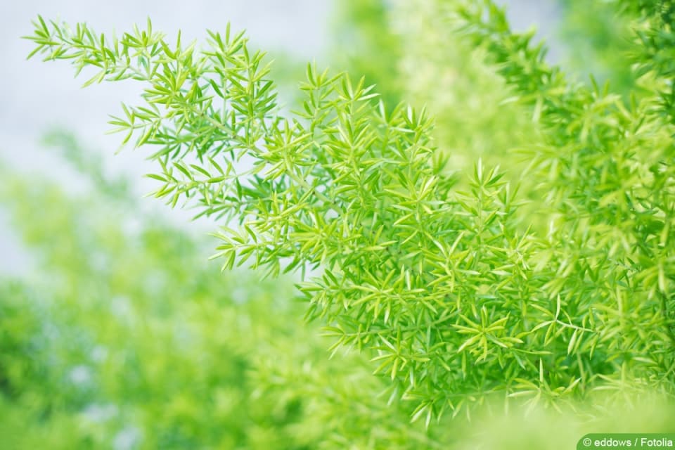 Zierspargel, Asparagus densiflorus Pflege von A Z