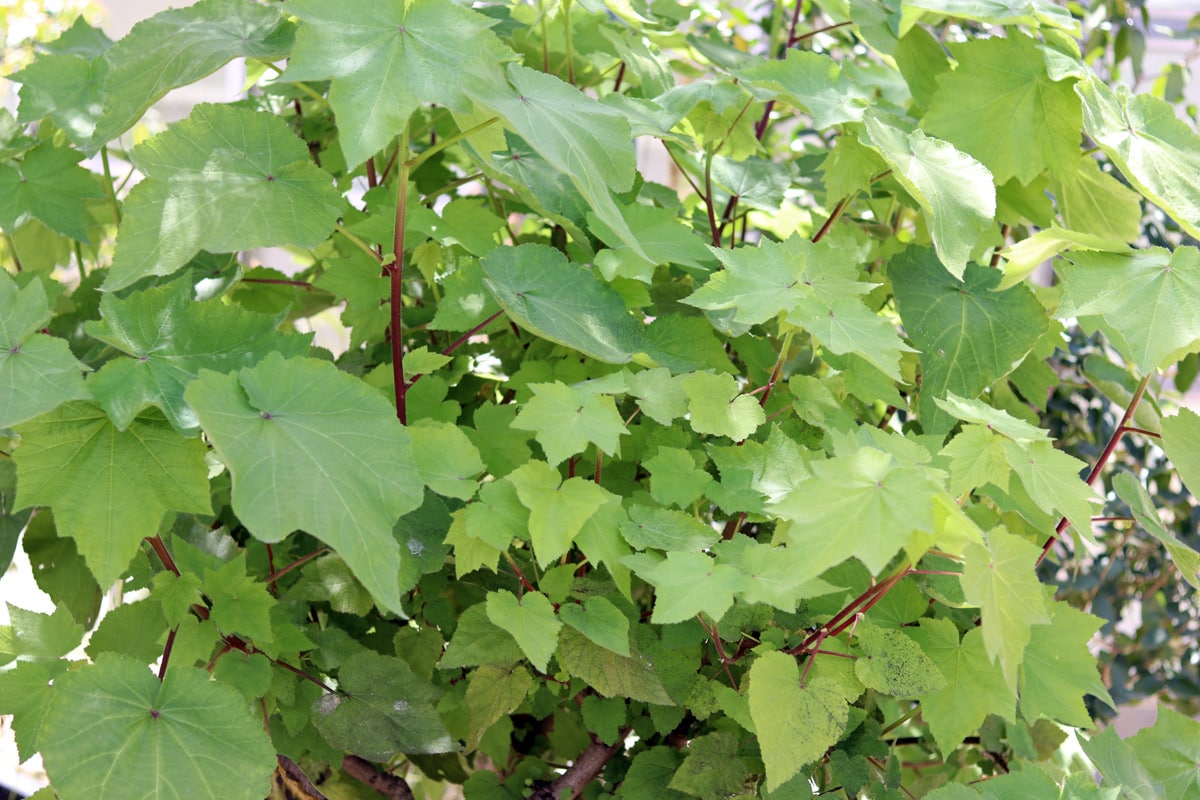 Zimmerlinde - Sparmannia africana