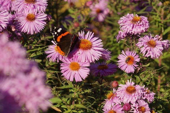40+ Astern Winterhart, Auffällige blüten in leuchtenden farben: