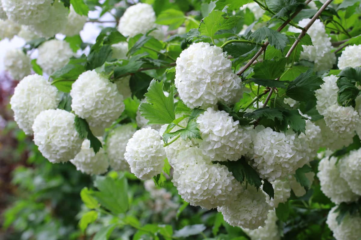 41+ Schneeball Verblühte Blüten Abschneiden, Ältere sträucher