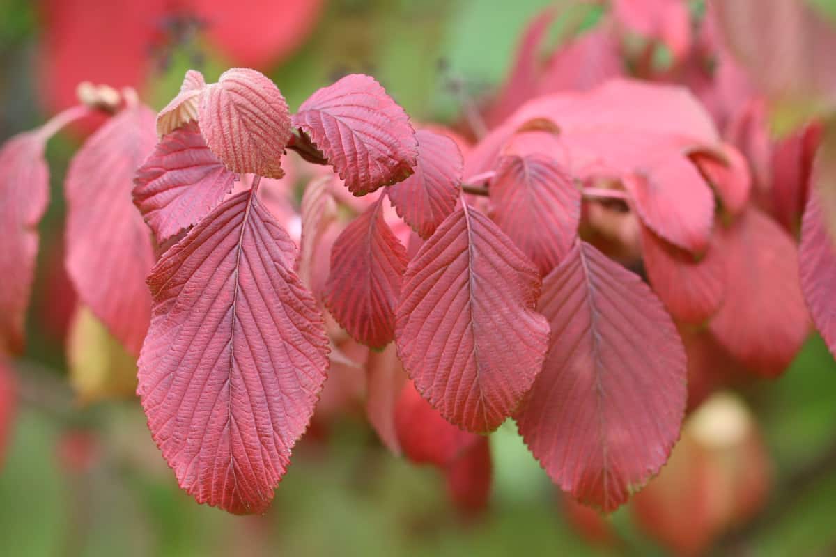 japanischer Schneeball 'Mariesii' - Viburnum plicatum