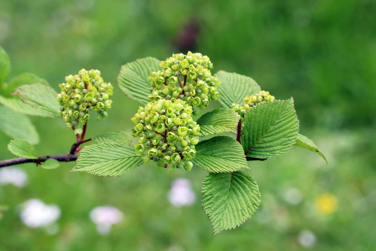 Schneeball - Viburnum schensianum