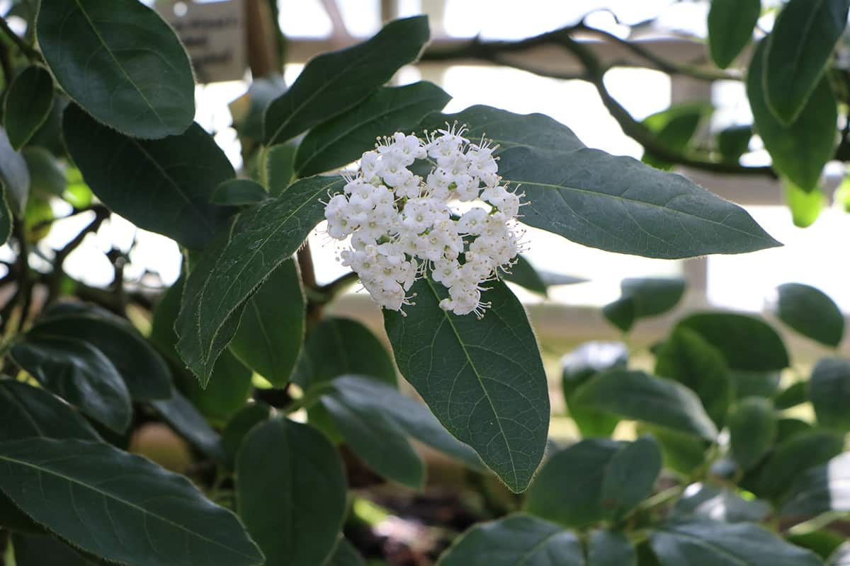 Schneeball - Viburnum tinus