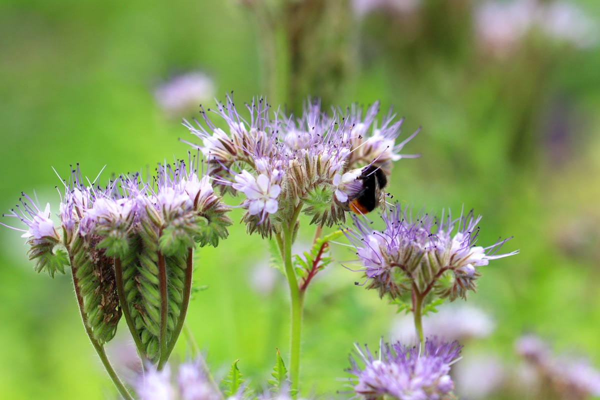 Bienenfreund - Phacelia tanacetifolia