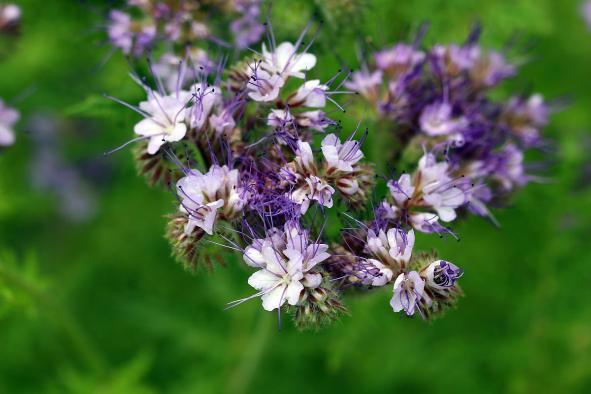 Bienenfreund - Phacelia tanacetifolia